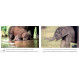 Lai-Lai The Baby Elephant/Lai-Lai Pilla Yenugu (English-Telugu)