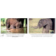 Lai-Lai The Baby Elephant/Lai-Lai Aanemari (English-Kannada)
