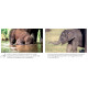 Lai-Lai The Baby Elephant/Lai-Lai Aanakutti (English-Malayalam)